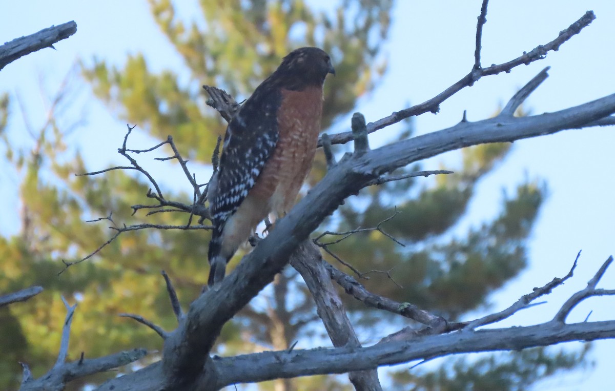 Red-shouldered Hawk - ML643003208