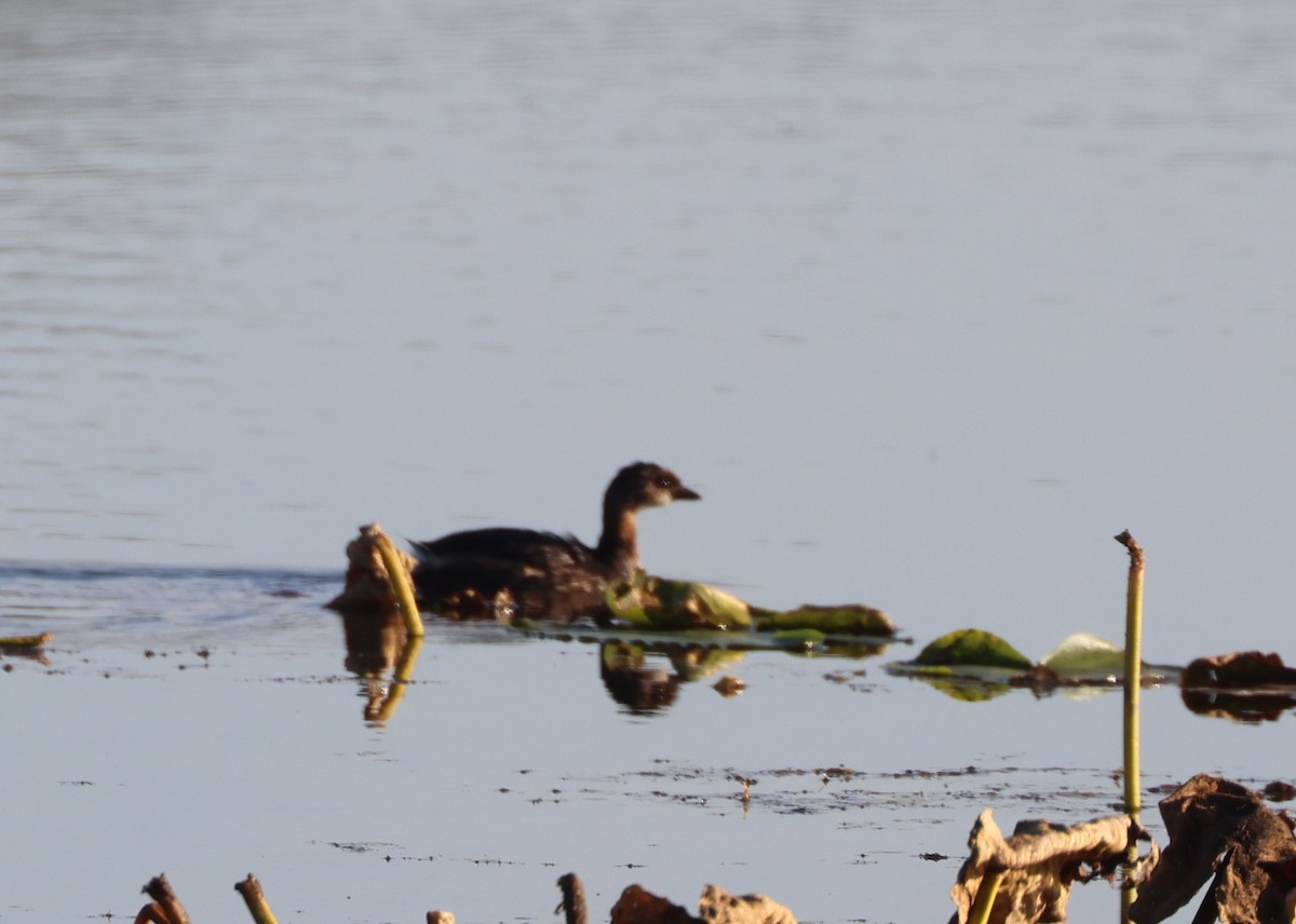 Red-necked Grebe - ML643003212