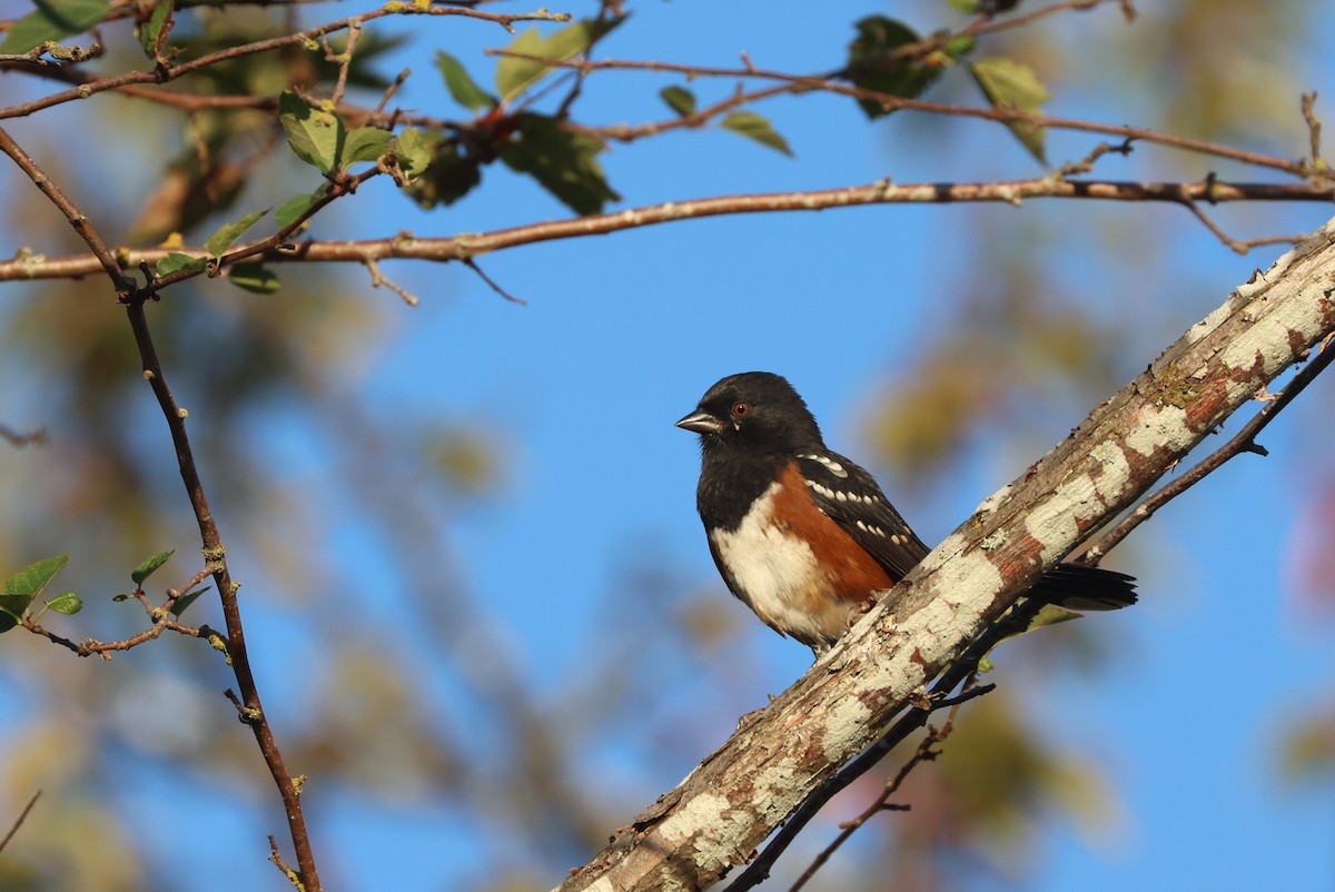 Spotted Towhee - ML643003231