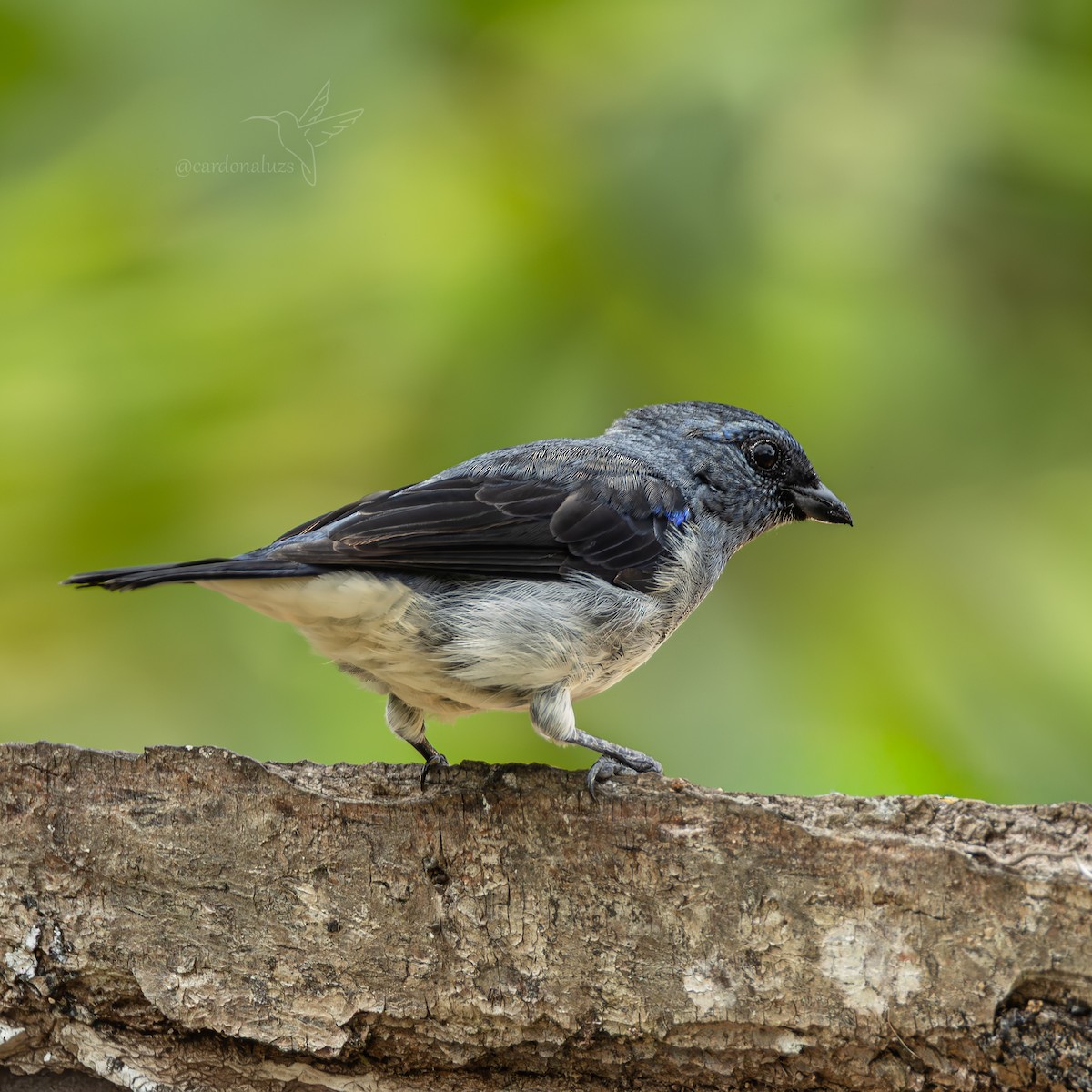 Plain-colored Tanager - ML643003236