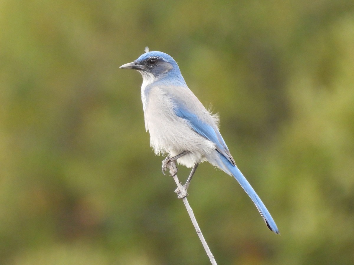 Woodhouse's Scrub-Jay - ML643003249