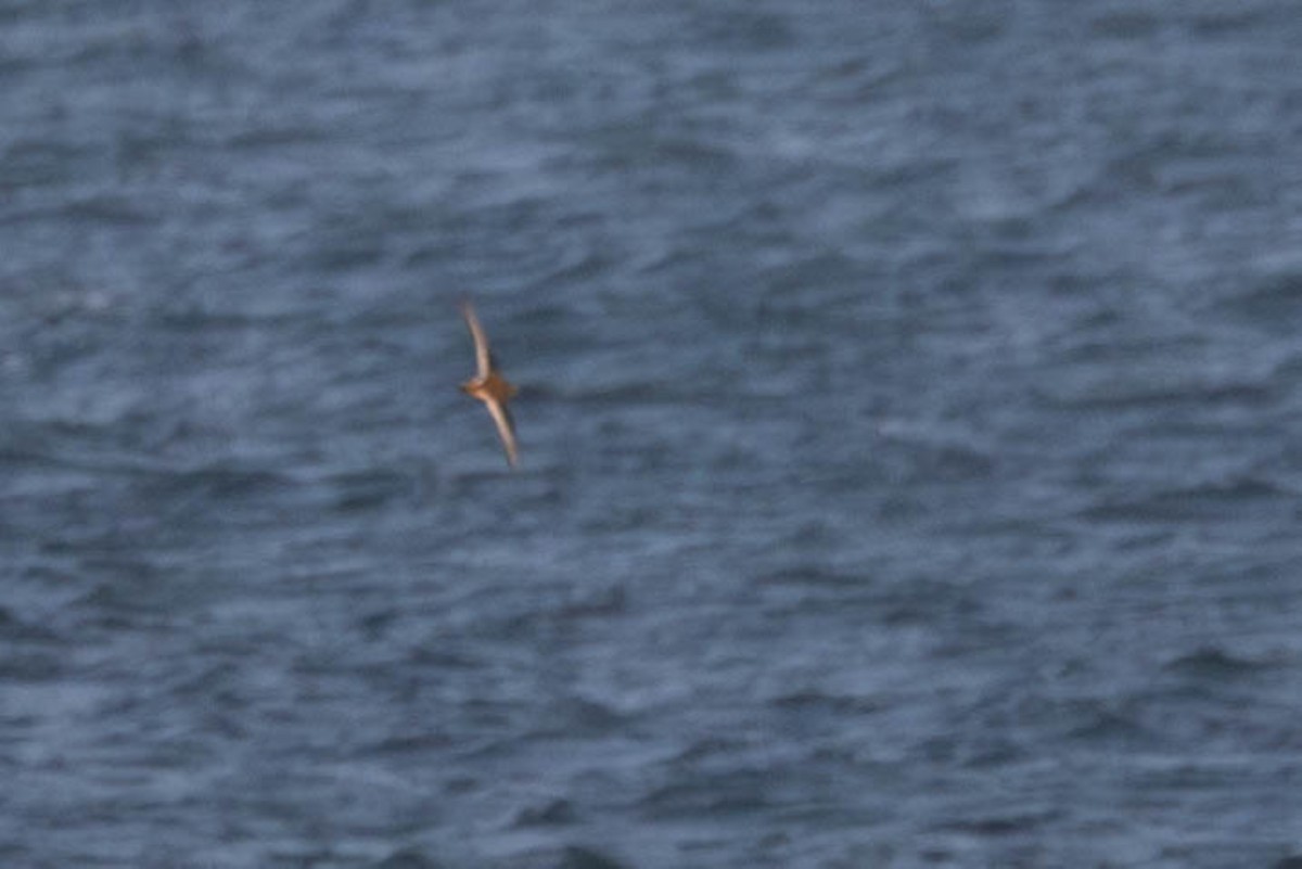 Rock Sandpiper - ML643003269