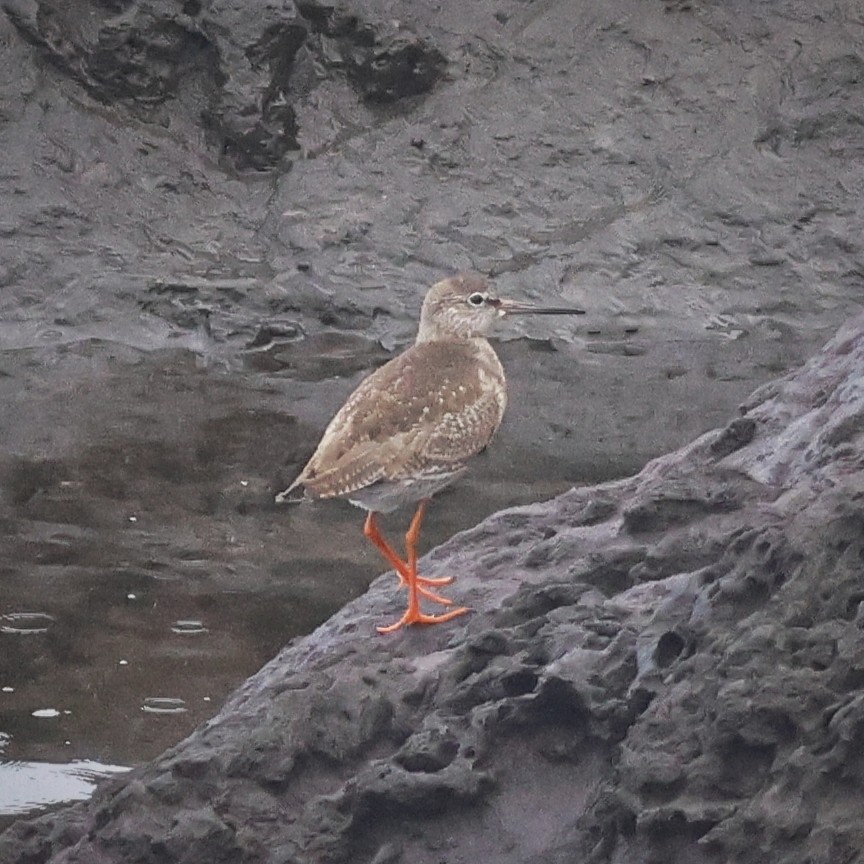 赤足鷸 - ML643003271