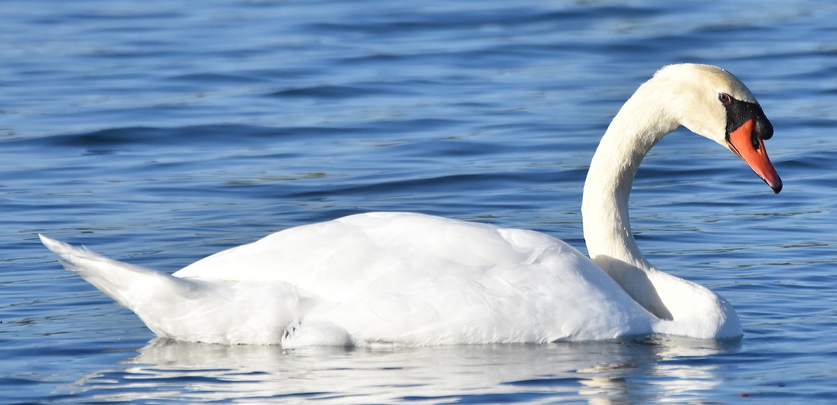 Mute Swan - ML643003277