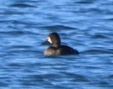 Lesser Scaup - ML643003285