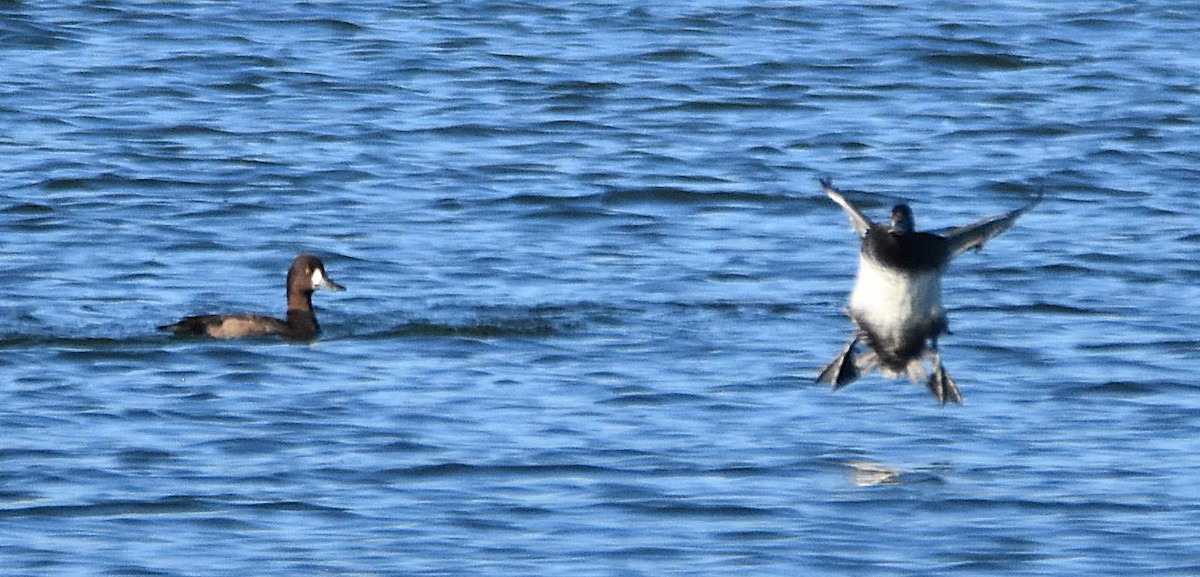 Lesser Scaup - ML643003290