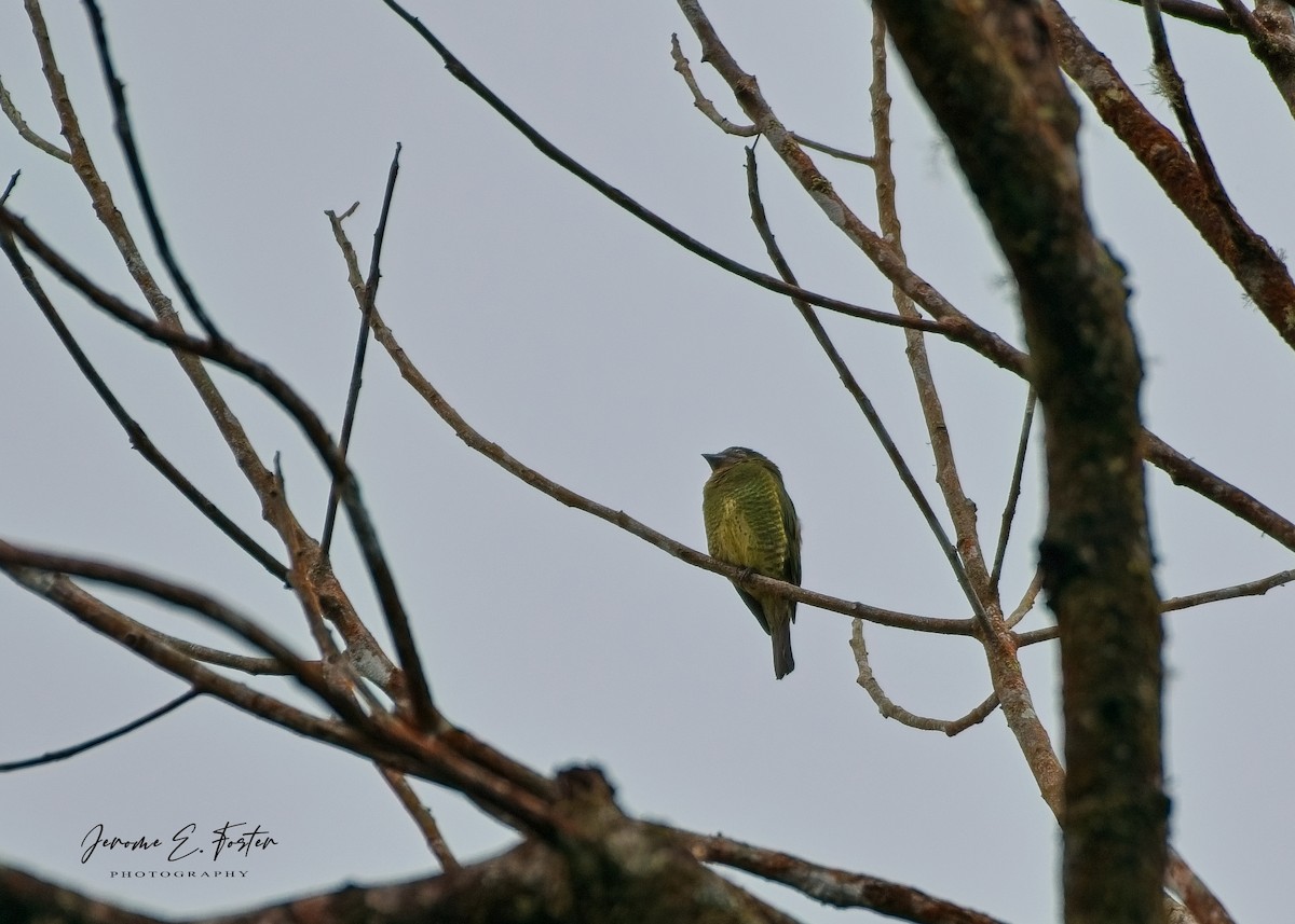 Swallow Tanager - ML643003346
