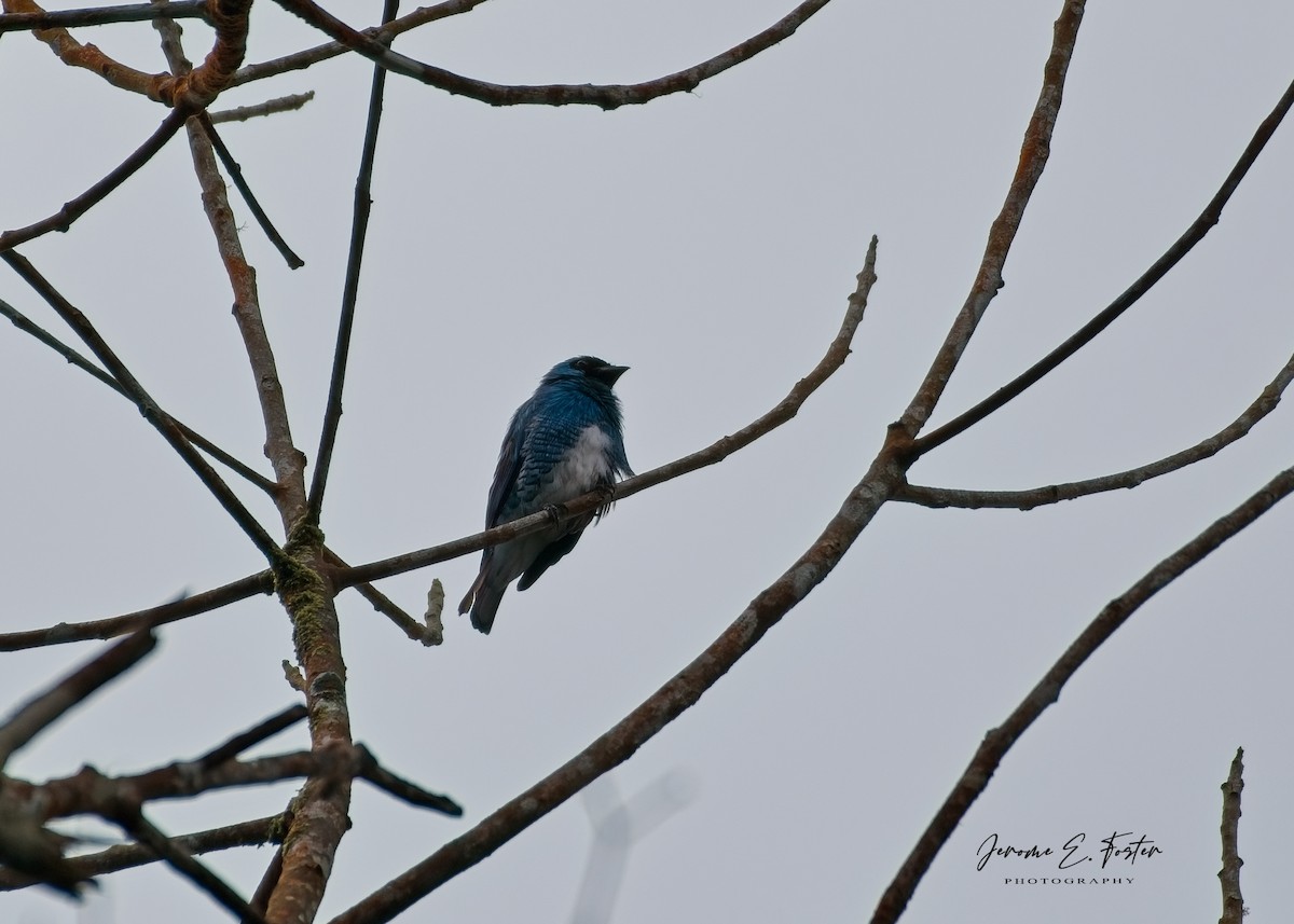 Swallow Tanager - ML643003348