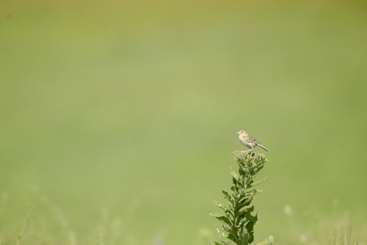 Grasshopper Sparrow - ML643003350