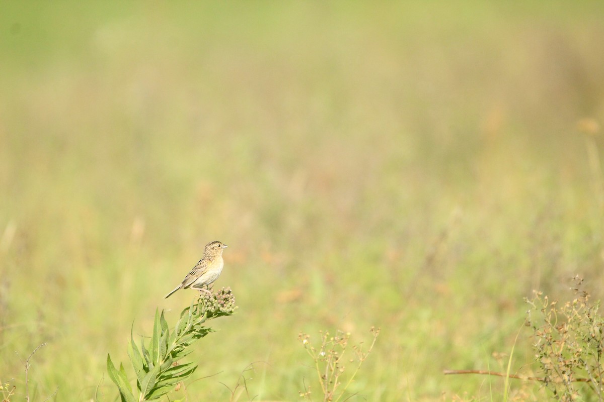 Grasshopper Sparrow - ML643003351