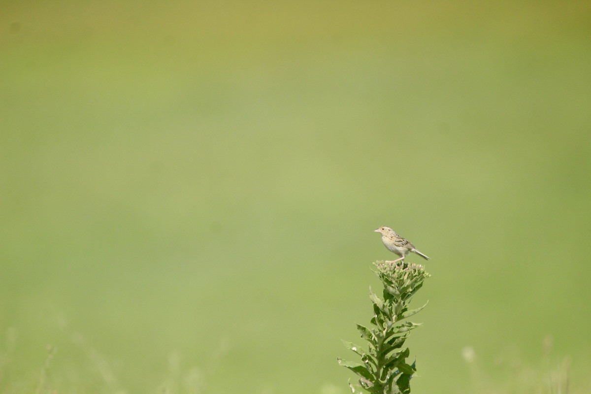 Grasshopper Sparrow - ML643003352