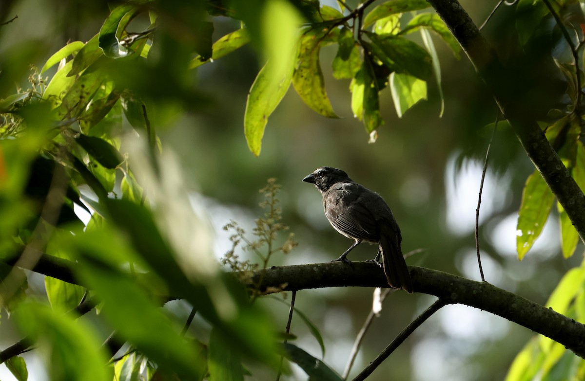 Saltator du Mexique - ML643003355