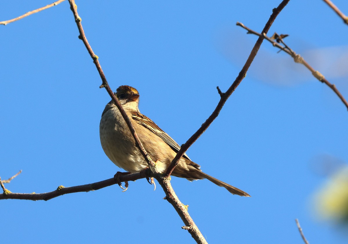 Bruant à couronne dorée - ML643003364