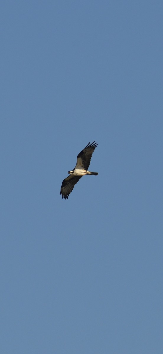 Balbuzard pêcheur - ML643003367