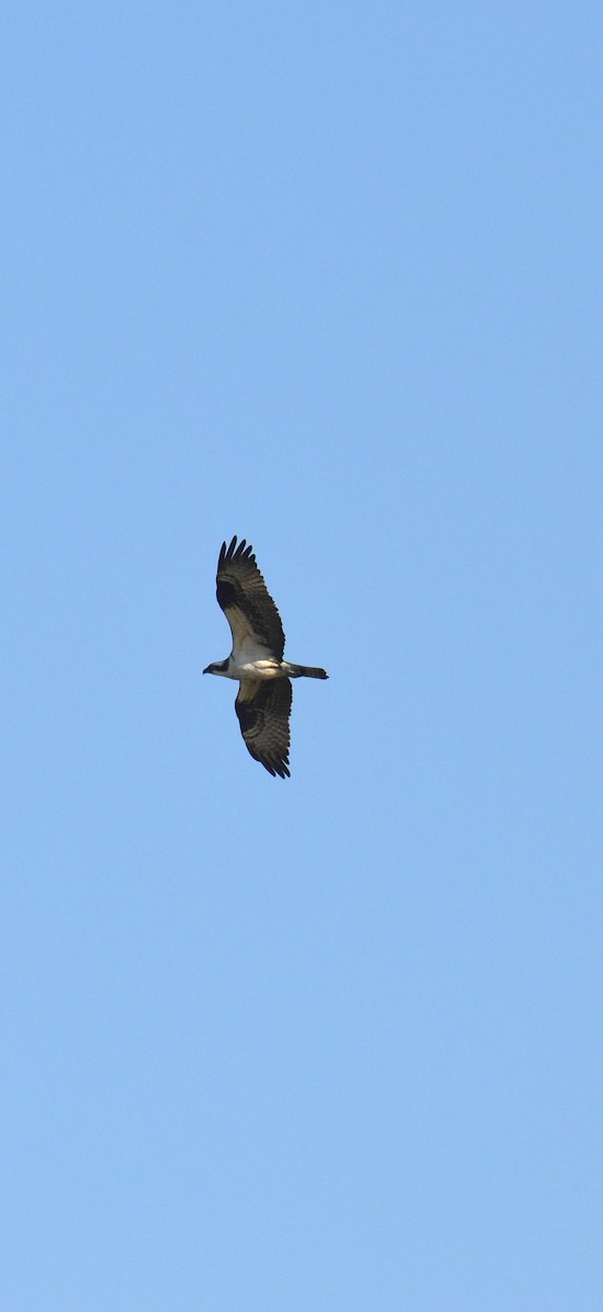 Balbuzard pêcheur - ML643003368