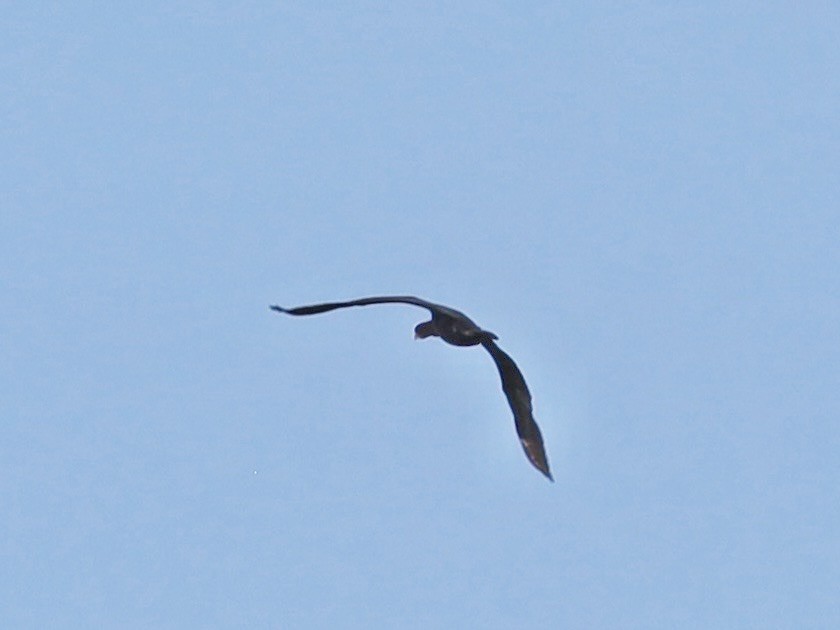Grand Cormoran - ML643003372
