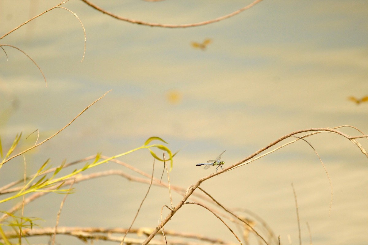 Eastern Pondhawk - ML643003377