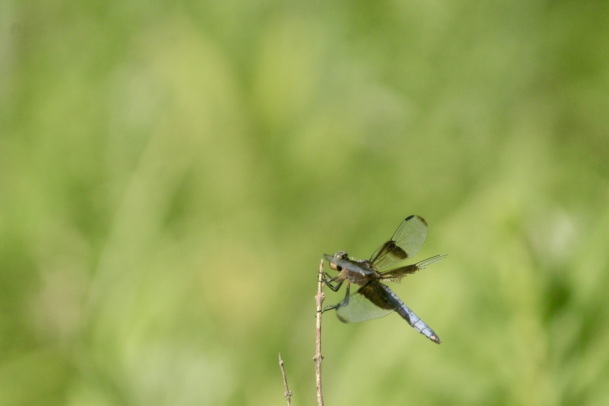 Widow Skimmer - ML643003378