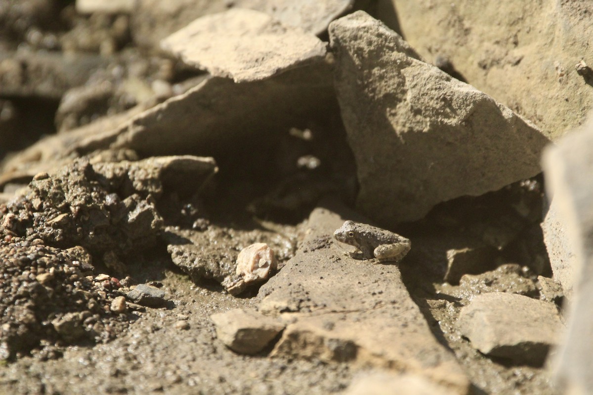 Blanchard's Cricket Frog - ML643003379