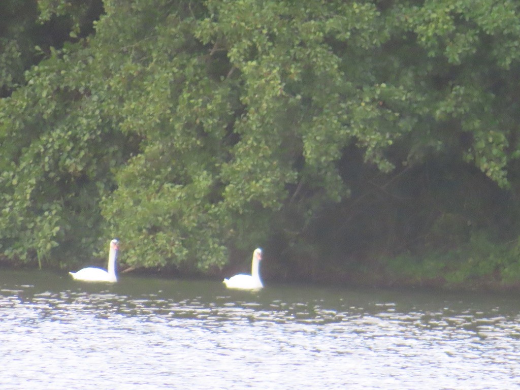 Cygne tuberculé - ML643003383