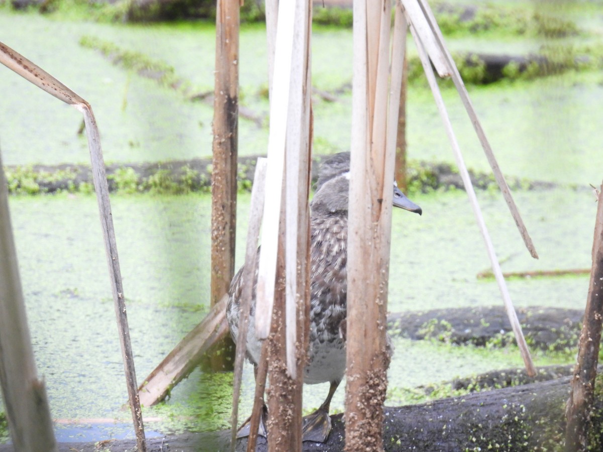 Canard branchu - ML643003385