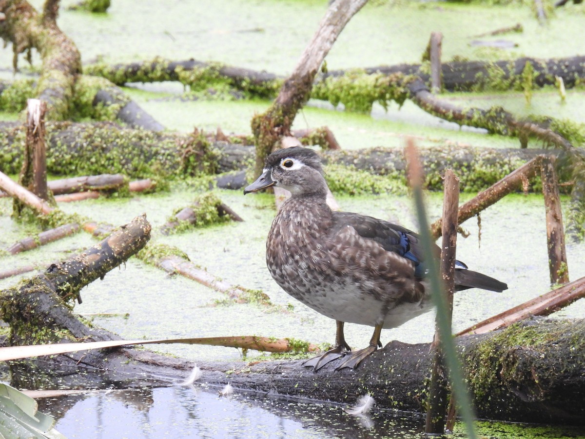Canard branchu - ML643003386
