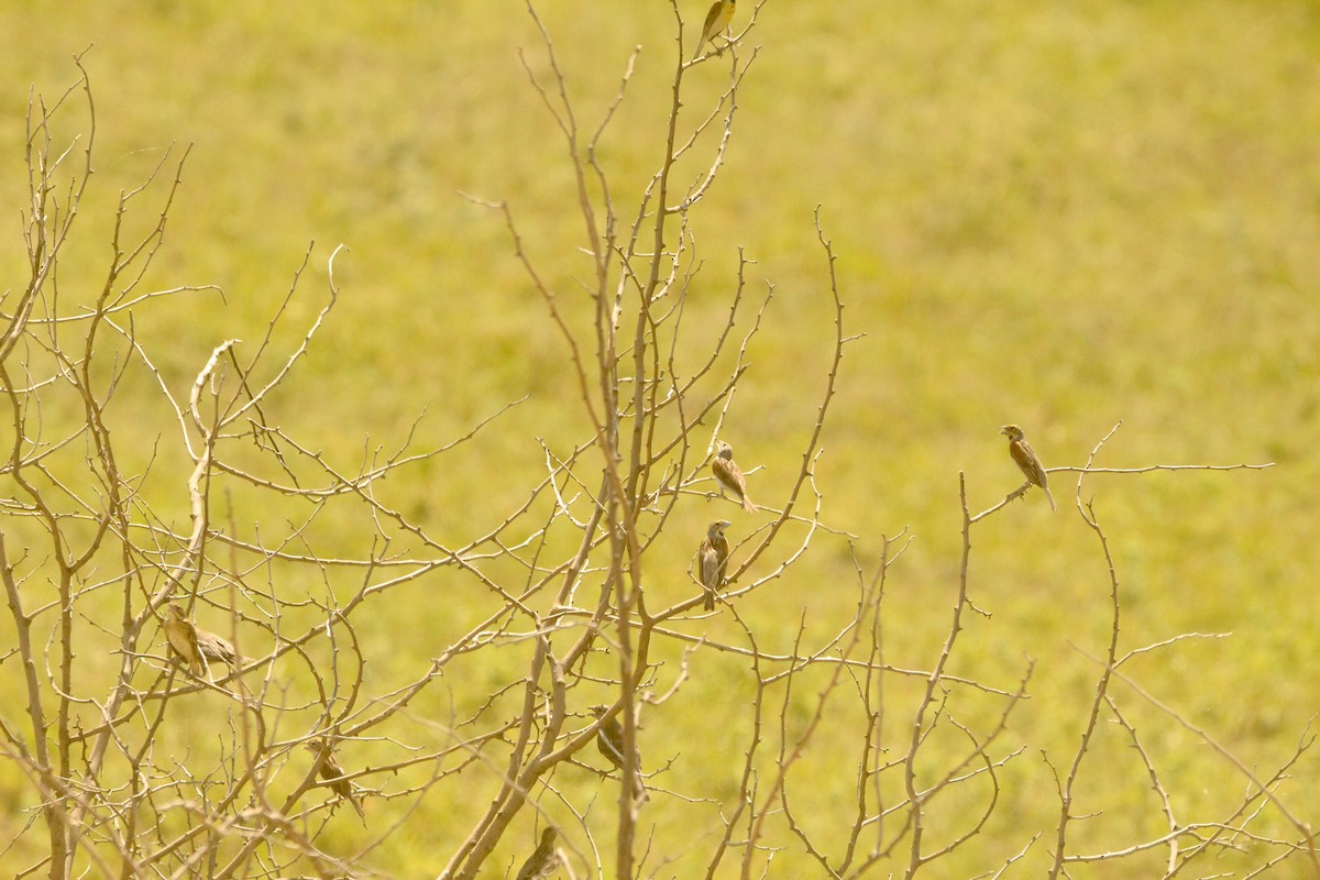 Dickcissel d'Amérique - ML643003392