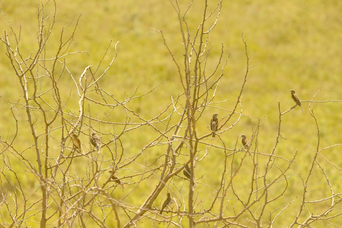 Dickcissel d'Amérique - ML643003394