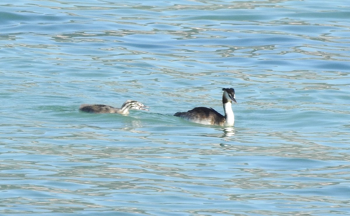 Great Crested Grebe - ML643003411