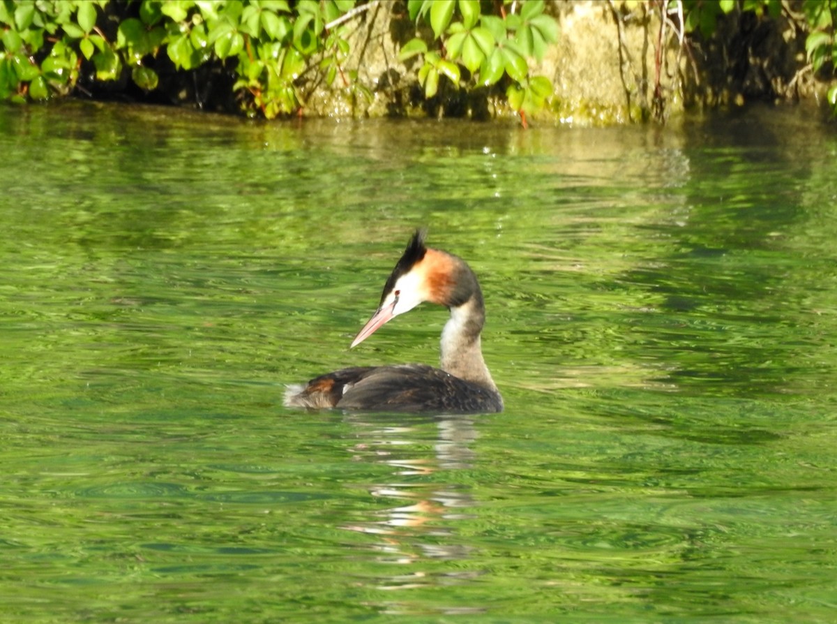 Great Crested Grebe - ML643003413