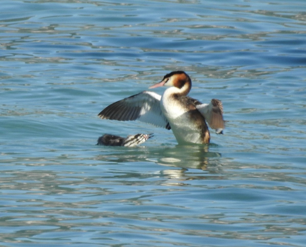 Great Crested Grebe - ML643003415
