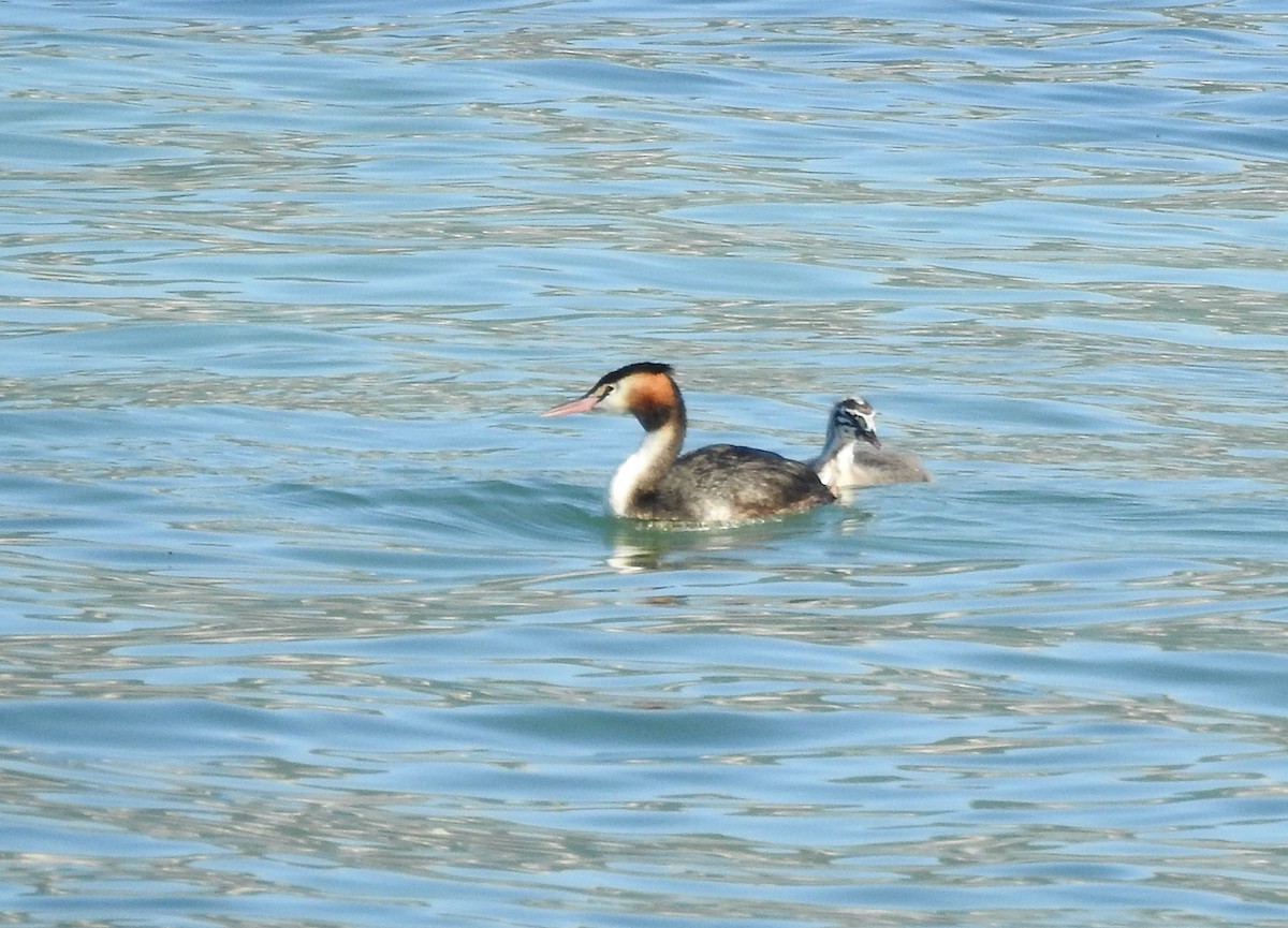 Great Crested Grebe - ML643003416