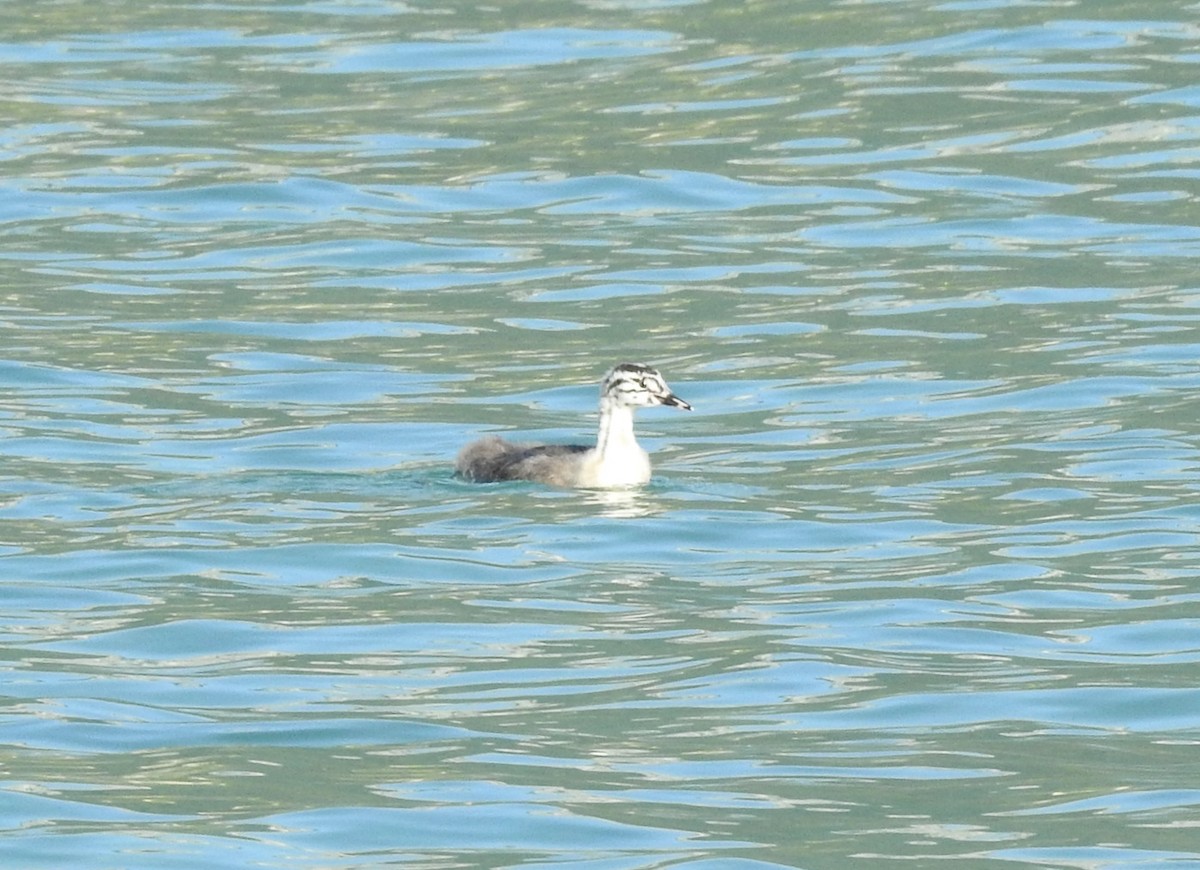 Great Crested Grebe - ML643003417