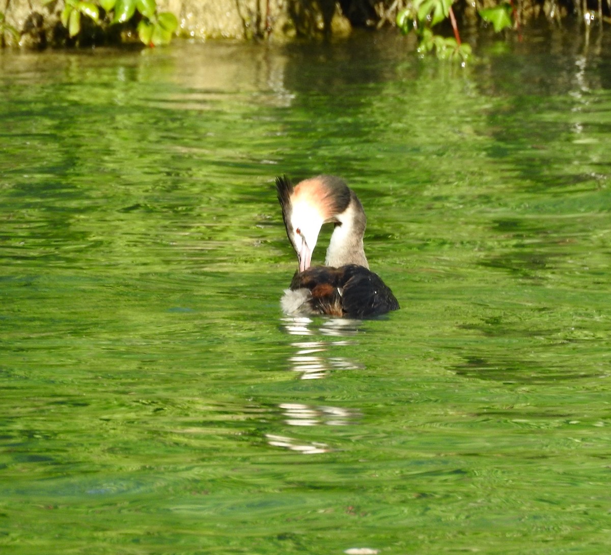 Great Crested Grebe - ML643003418