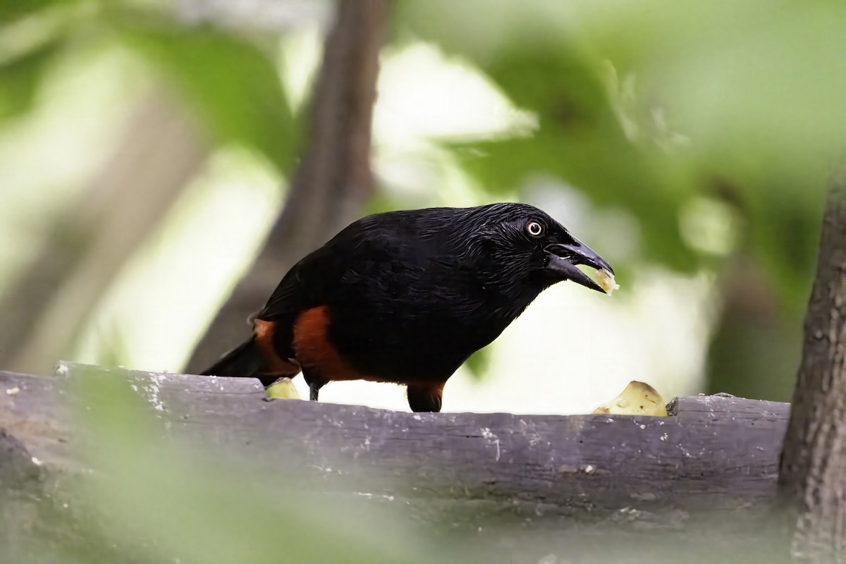 Red-bellied Grackle - ML643003432