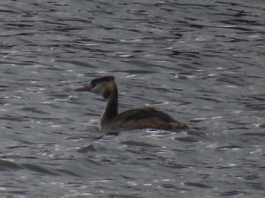 Great Crested Grebe - ML643003451