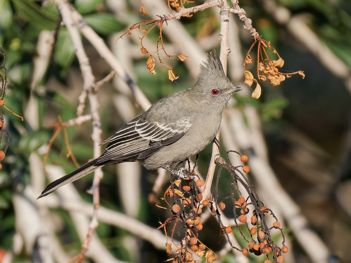 Phainopepla - ML643003462