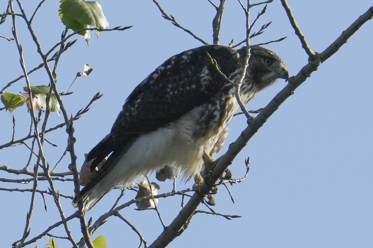 Red-tailed Hawk - ML643003522