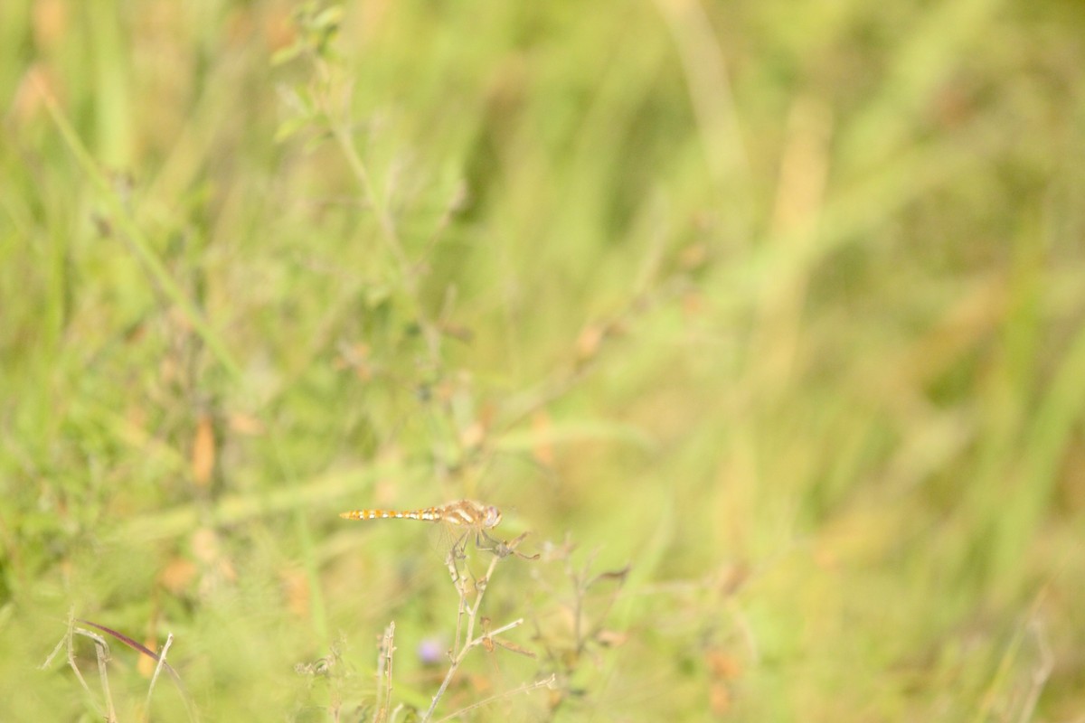 昆蟲綱 - ML643003544