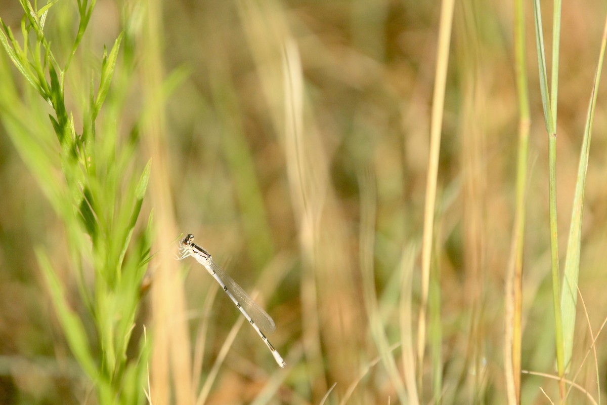 昆蟲綱 - ML643003546