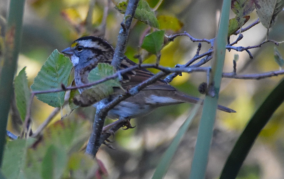 White-throated Sparrow - ML643003573
