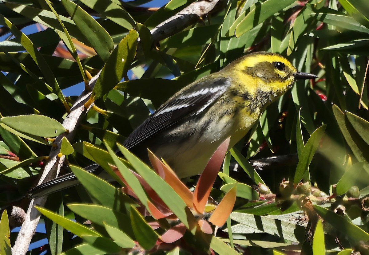Townsend's Warbler - ML643003588