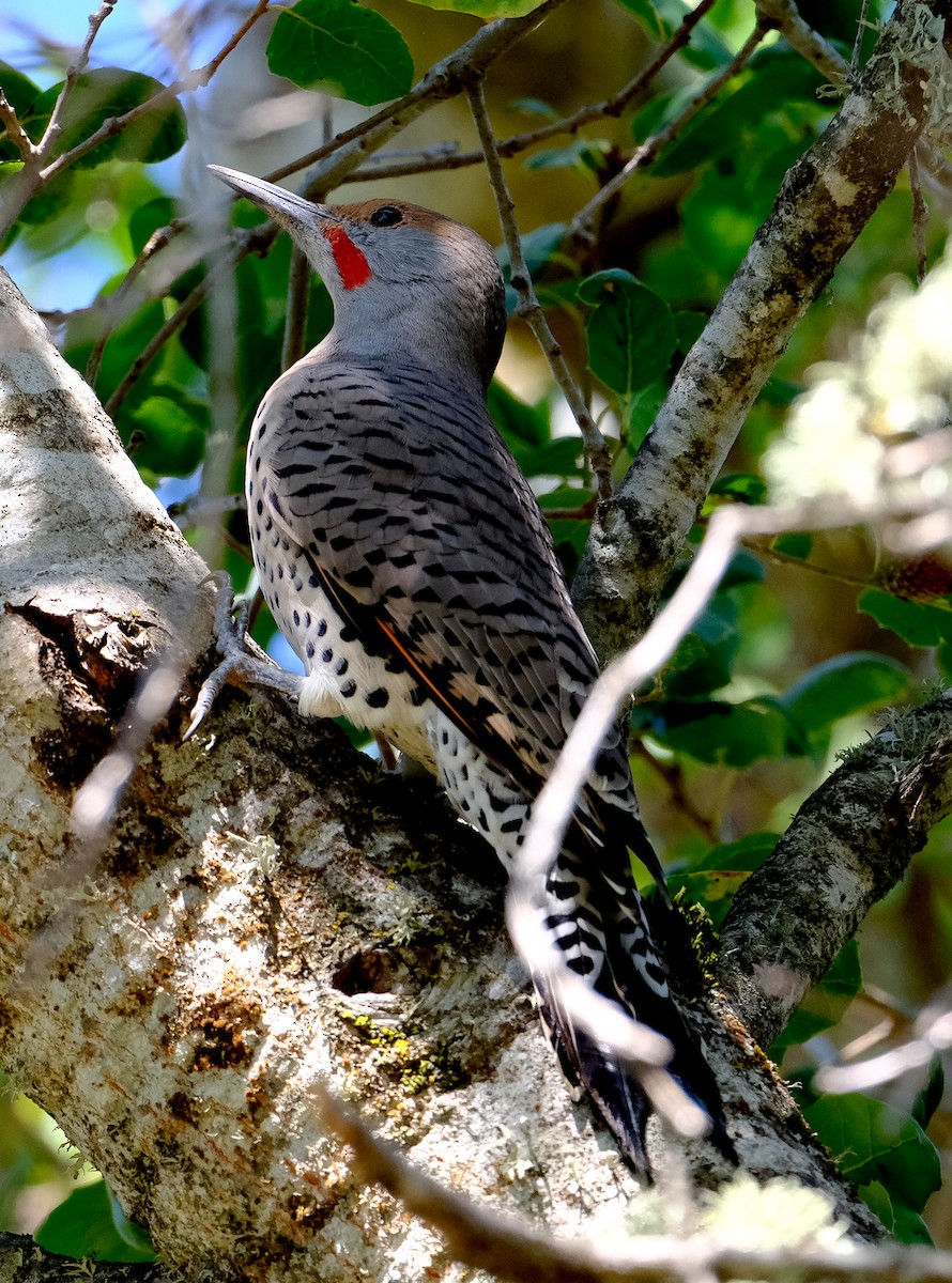 Northern Flicker - ML643003597