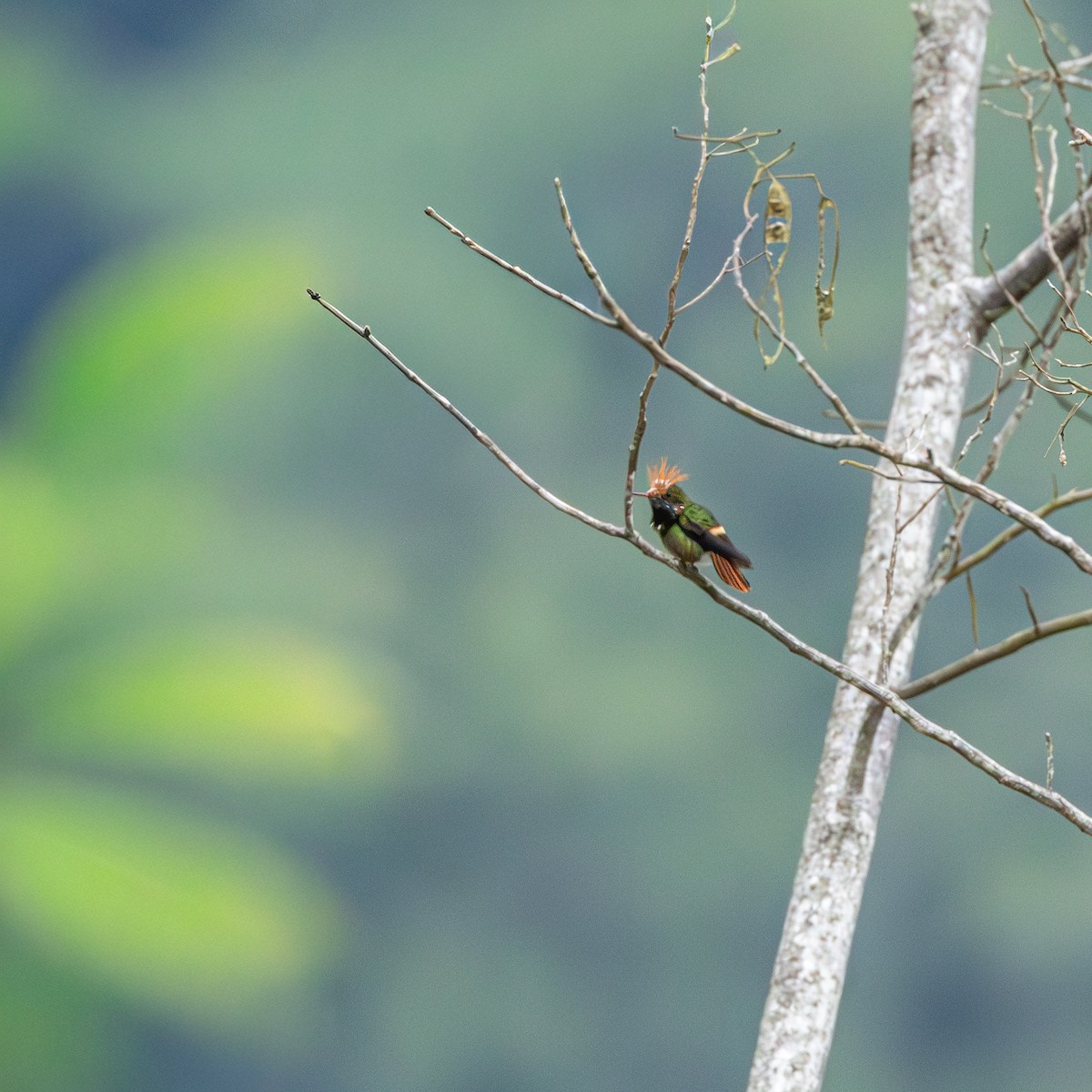 Rufous-crested Coquette - ML643003609
