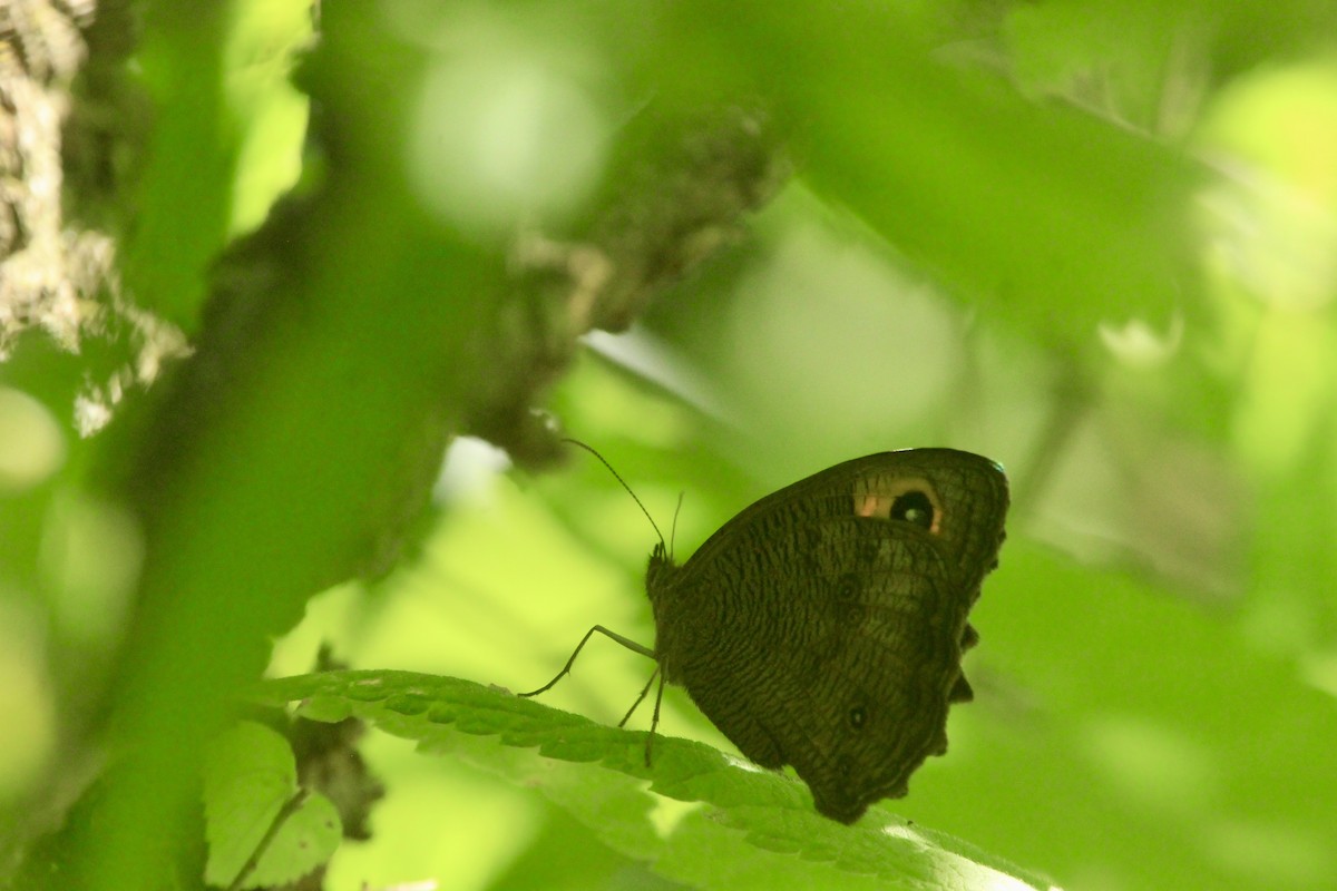 Common Wood-Nymph - ML643003615