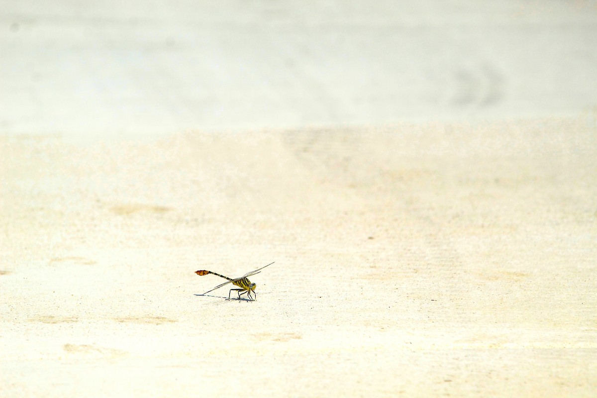 Flag-tailed Spinyleg - ML643003618