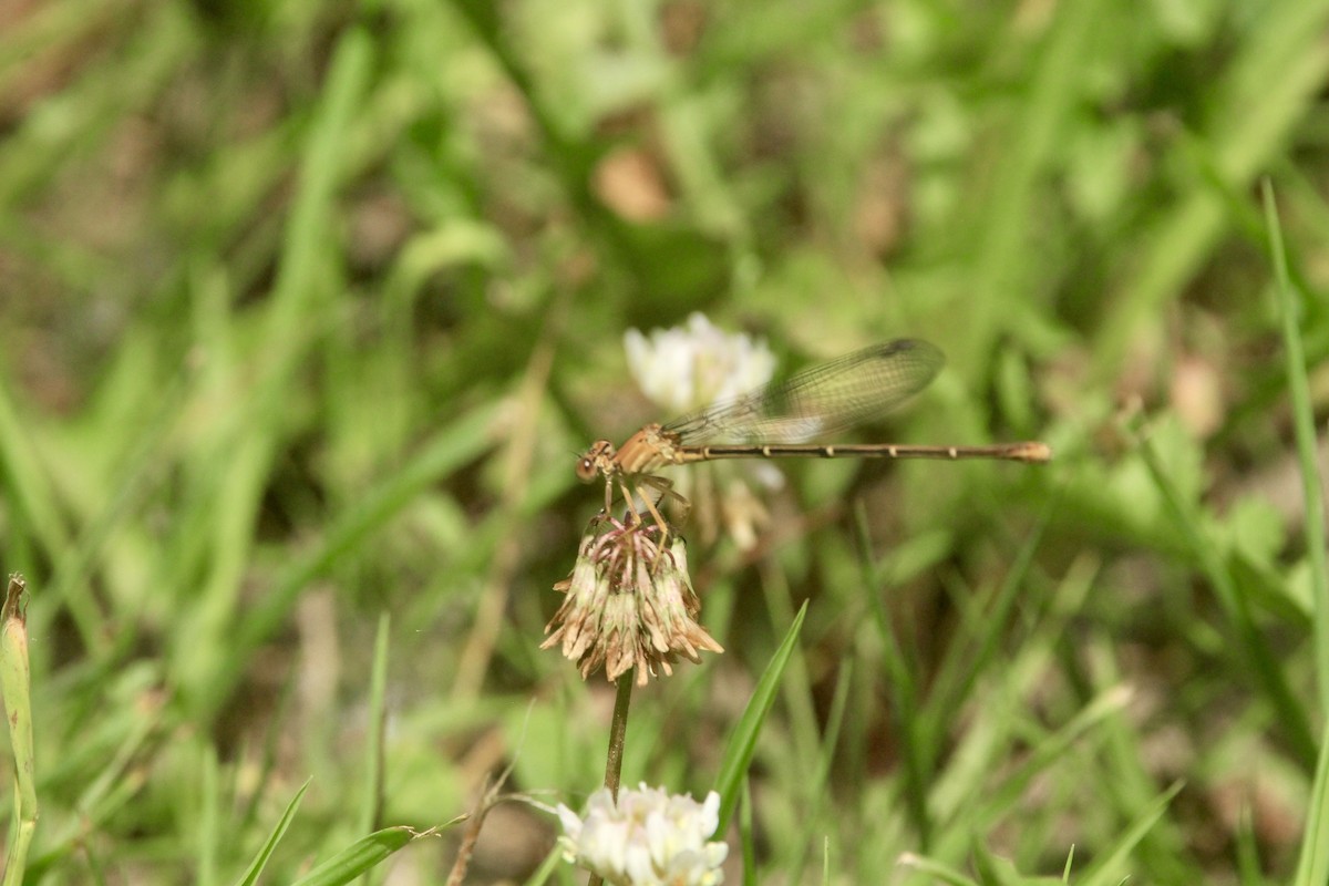 昆蟲綱 - ML643003619