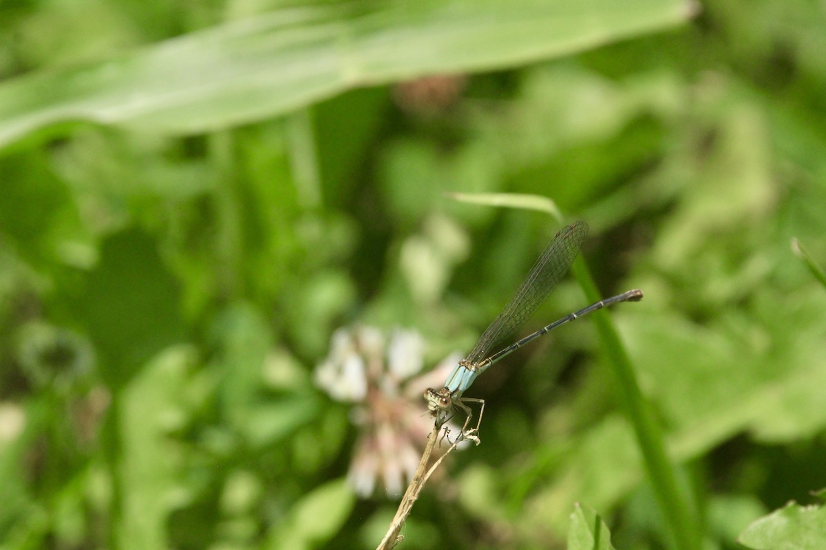 昆蟲綱 - ML643003620