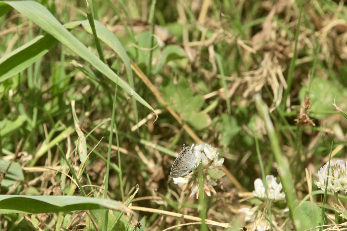 Eastern Tailed-Blue - ML643003621