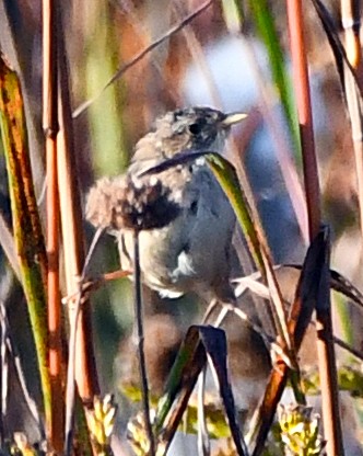 Sedge Wren - ML643003627